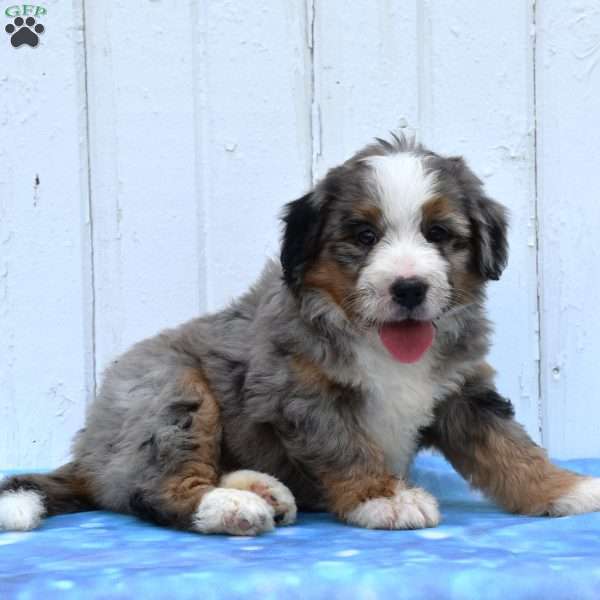 Clover, Mini Bernedoodle Puppy